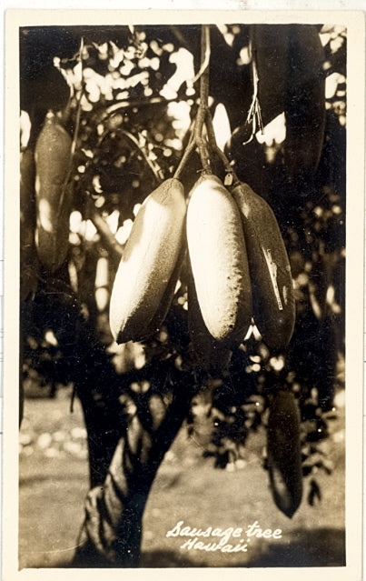 Sausage Tree, Hawaii - Carey's Emporium
