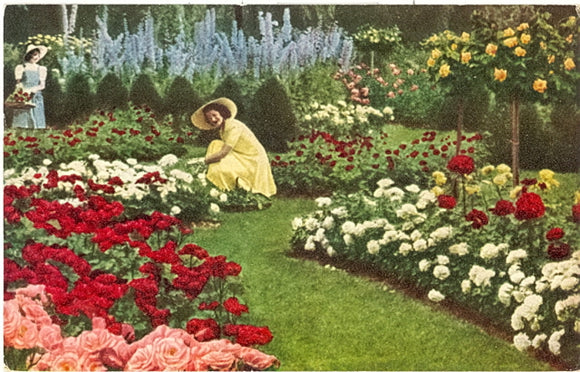 Jackson and Perkins Rose Garden, Newark, NY - Carey's Emporium