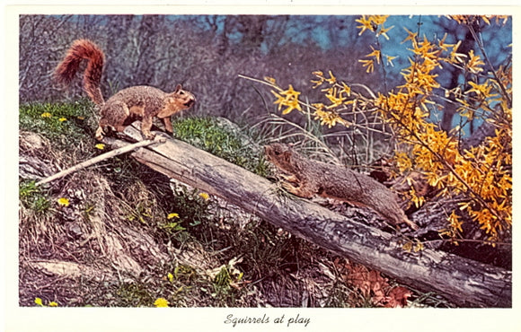 Squirrels at Play - Carey's Emporium