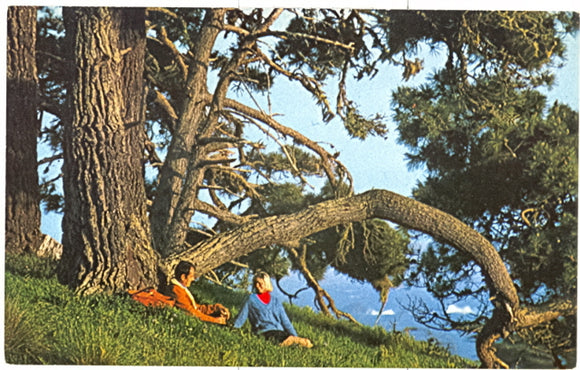 Sunday Picnic at The Sea Ranch, CA - Carey's Emporium
