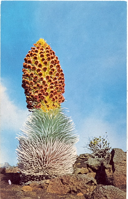 Haleakala Silversword, Maui, HI - Carey's Emporium
