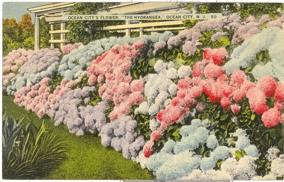 Ocean City's Flowers, The Hydrangea, Ocean City, NJ - Carey's Emporium