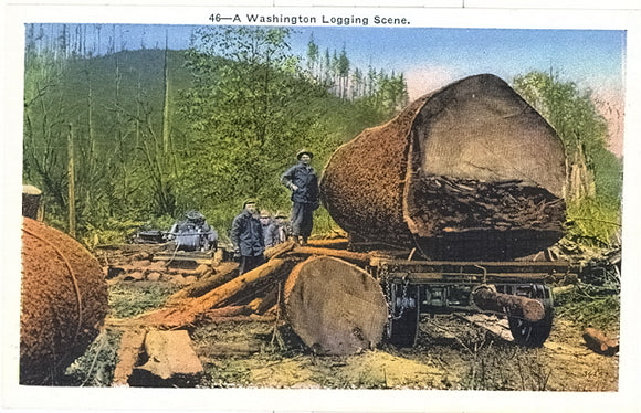 A Washington Logging Scene - Carey's Emporium