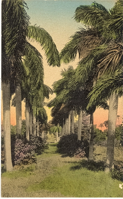 Florida Royal Palms, Sunny Scenes, Winter Park, FL - Carey's Emporium