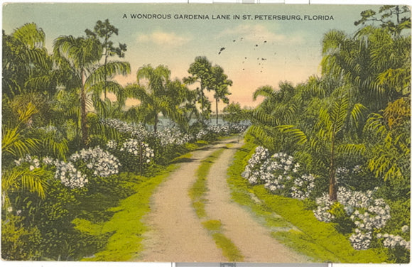 A Wondrous Gardenia Lane in St. Petersburg, FL - Carey's Emporium