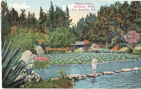 Water Lillies, Eastlake Park, Los Angeles, CA - Carey's Emporium