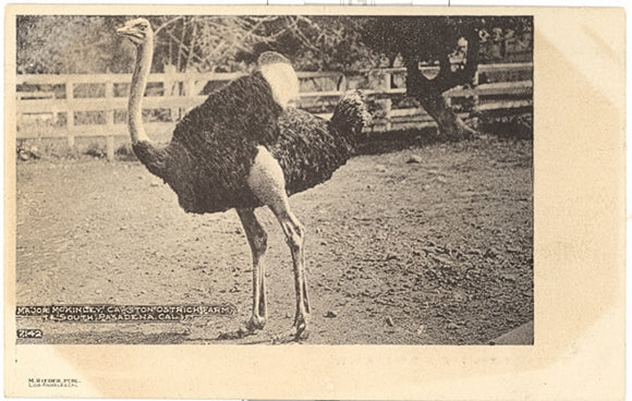 Major McKinley, Cawston Ostrich Farm, South Pasadena, CA - Carey's Emporium