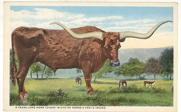 A Texas Long Horn (Steer) Width of Horns 9 Feet 6 Inches - Carey's Emporium