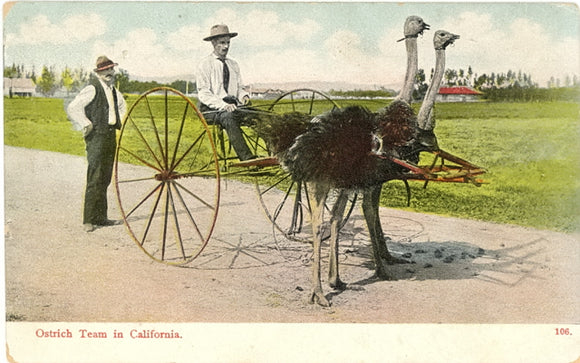 Ostrich Team in California - Carey's Emporium