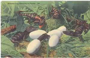 Alligator Egg Hatching in Florida - Carey's Emporium