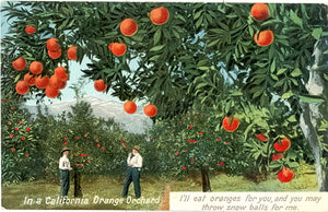 In a California Orange Orchard - Carey's Emporium