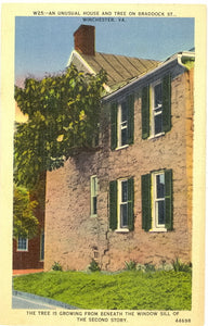 An Unusual House and Tree on Braddock St., Winchester, VA - Carey's Emporium