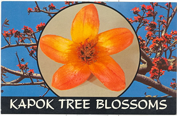 Kapok Tree Blossoms, Clearwater, FL - Carey's Emporium