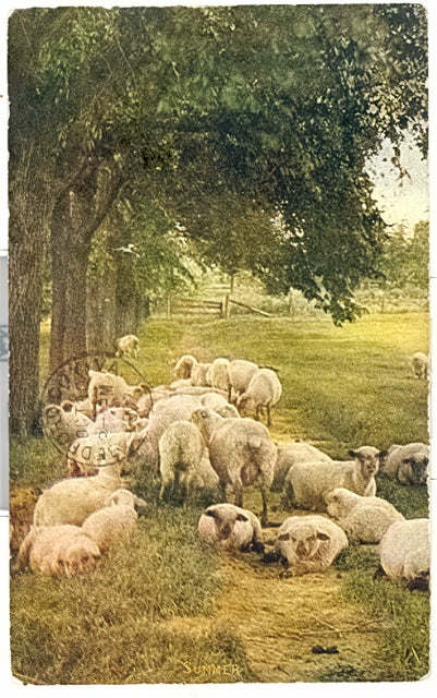 Sheep - Carey's Emporium
