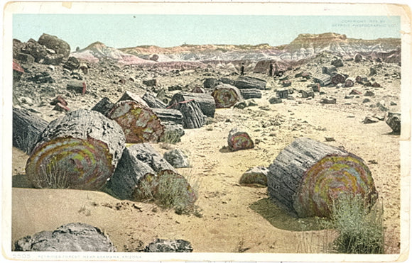 Petrified Forest near Adamana, AZ - Carey's Emporium