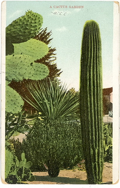 A Cactus Garden - Carey's Emporium