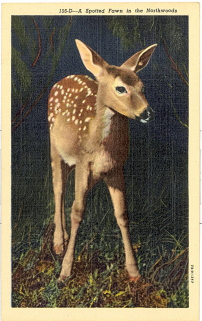 Spotted Fawn In The Northwoods - Carey's Emporium