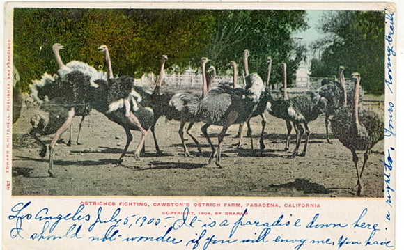 Ostriches Fighting, Cawston Ostrich Farm, Pasadena, CA - Carey's Emporium