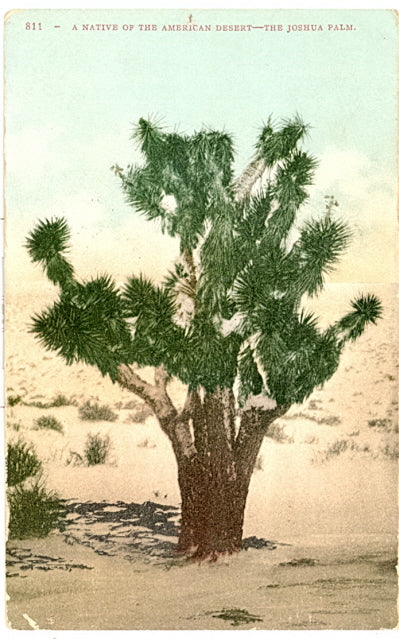 A Native of the American Desert, The Joshua Palm - Carey's Emporium