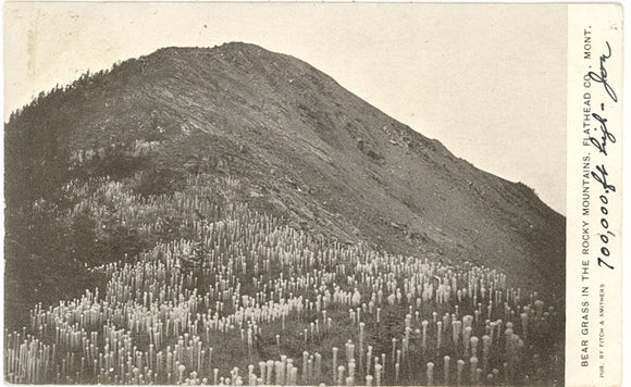 Bear Grass in the Rocky Mountains, Flathead Co., MT - Carey's Emporium