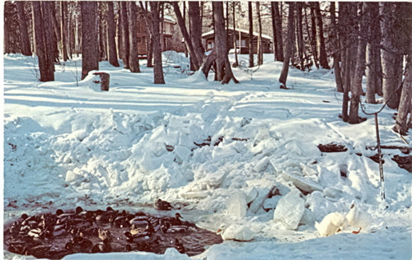 Ducks in the winter time at Al Johnsons Swedish Restaurant and Butik, Sister Bay, Door County, WI - Carey's Emporium