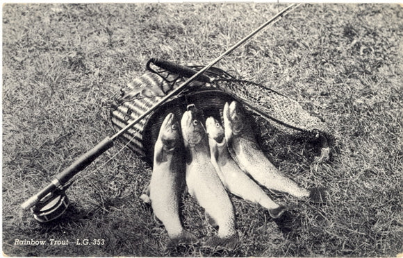 Rainbow Trout, Townsend, WI - Carey's Emporium