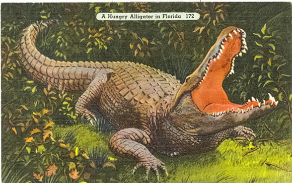 A Hungry Alligator in Florida - Carey's Emporium