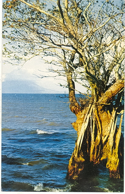 Vista del Lago de Managua, Nicaragua - Carey's Emporium