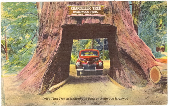 Chandelier Tree, Underwood Park, Redwood Highway, CA - Carey's Emporium