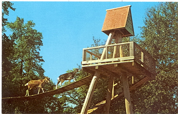 Goats Crossing Suspension Bridge to Tower at Aqualand, WI - Carey's Emporium