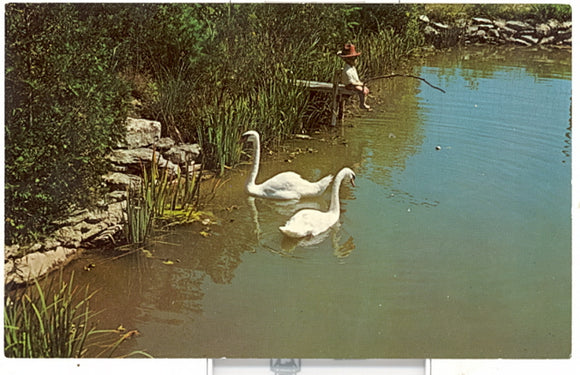 Royal Mute Swans in a Picturesque Setting, Aqualand, WI - Carey's Emporium