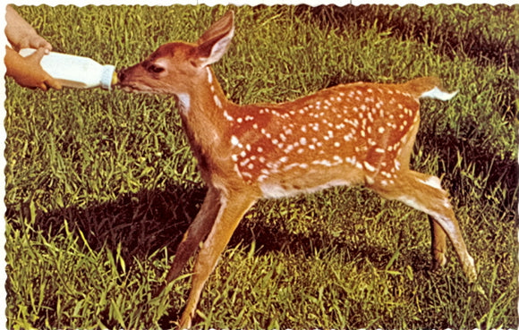 Bottle-Fed Fawn, Eagle River, WI - Carey's Emporium