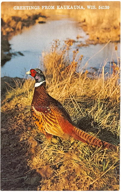 Greetings from Kaukauna, WI - Carey's Emporium
