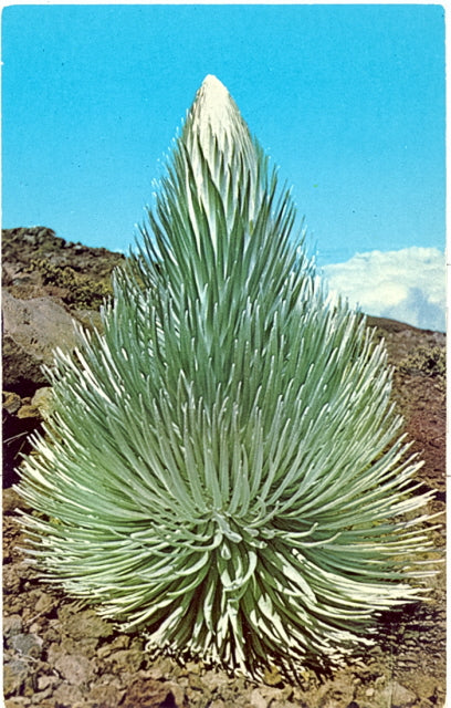 Haleakala Silversword - Carey's Emporium