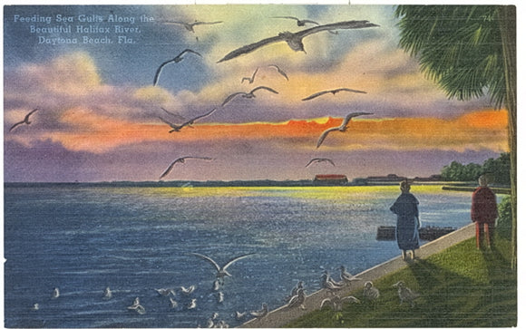 Feeding Sea Gulls Along the Beautiful Halifax River, Daytona Beach, FL - Carey's Emporium