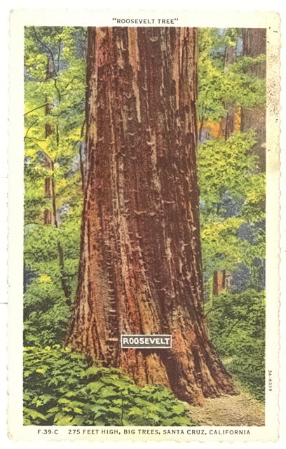 Roosevelt Tree, Big Trees, Santa Cruz, CA - Carey's Emporium
