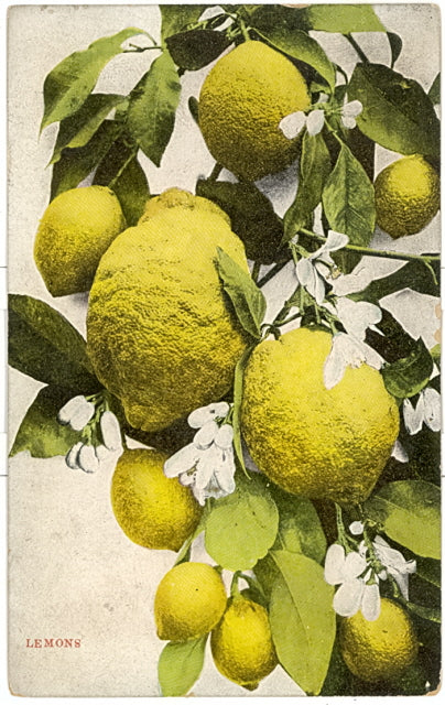 Lemons - Carey's Emporium
