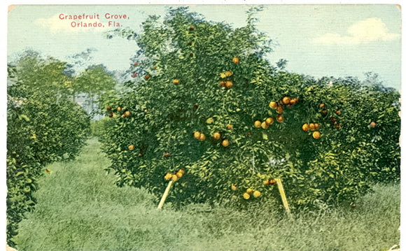 Grapefruit Grove, Orlando, FL - Carey's Emporium