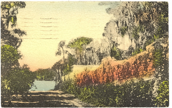 The Flame Vine, One of Florida's Winter Features - Carey's Emporium