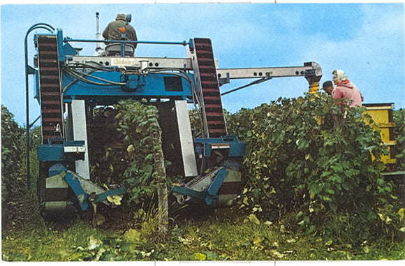 Concord Grape Picker, Dunkirk, NY - Carey's Emporium