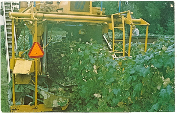 Grape Harvester, Dunkirk, NY - Carey's Emporium