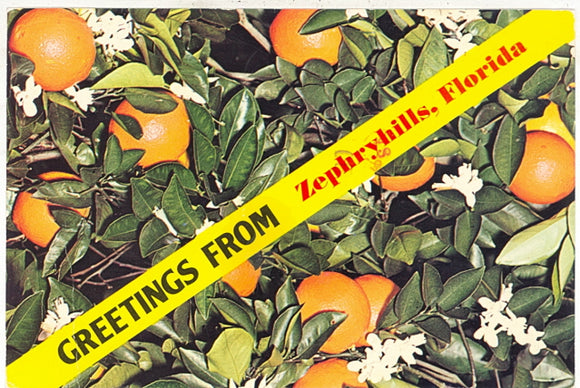 Greetings From Zephryhills, FL - Carey's Emporium