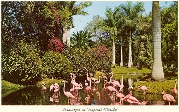 Flamingos in Tropical Florida, Sarasota Jungle Gardens, FL - Carey's Emporium