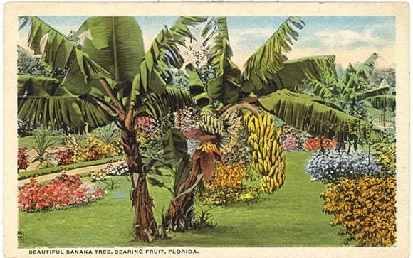 Beautiful Banana Tree, Bearing Fruit, Florida - Carey's Emporium