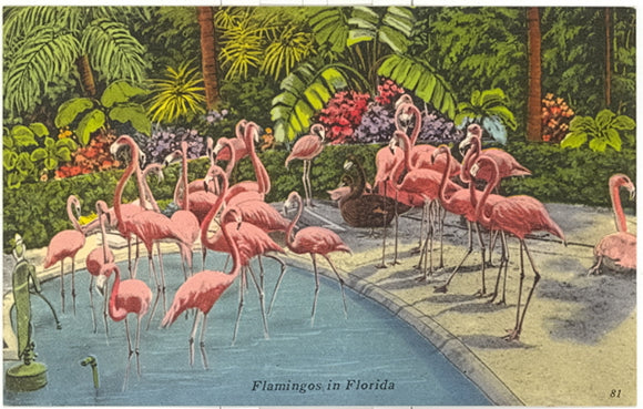 Tropical Hobbyland Flamingos, Miami, FL - Carey's Emporium