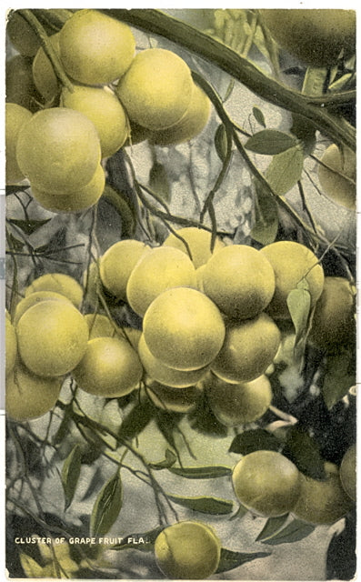 Cluster of Grape Fruit, FL - Carey's Emporium