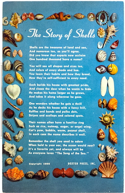 The Story of Shells - Carey's Emporium