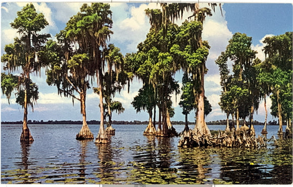 Cypress Trees, Cypress Gardens, FL - Carey's Emporium