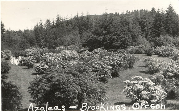 Azaleas, Brookings, OR - Carey's Emporium