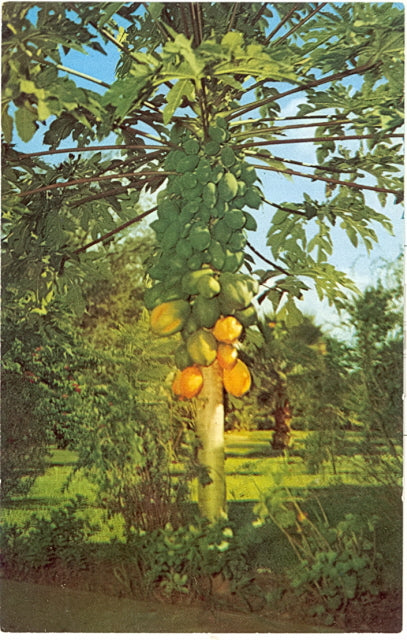 Papaya Tree - Carey's Emporium